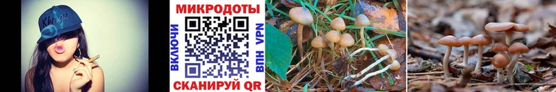 Галлюциногенные грибы Psilocybine cubensis  omg зеркало  Острогожск 